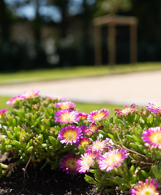 bastide-des-oliviers-jardin-fleurie